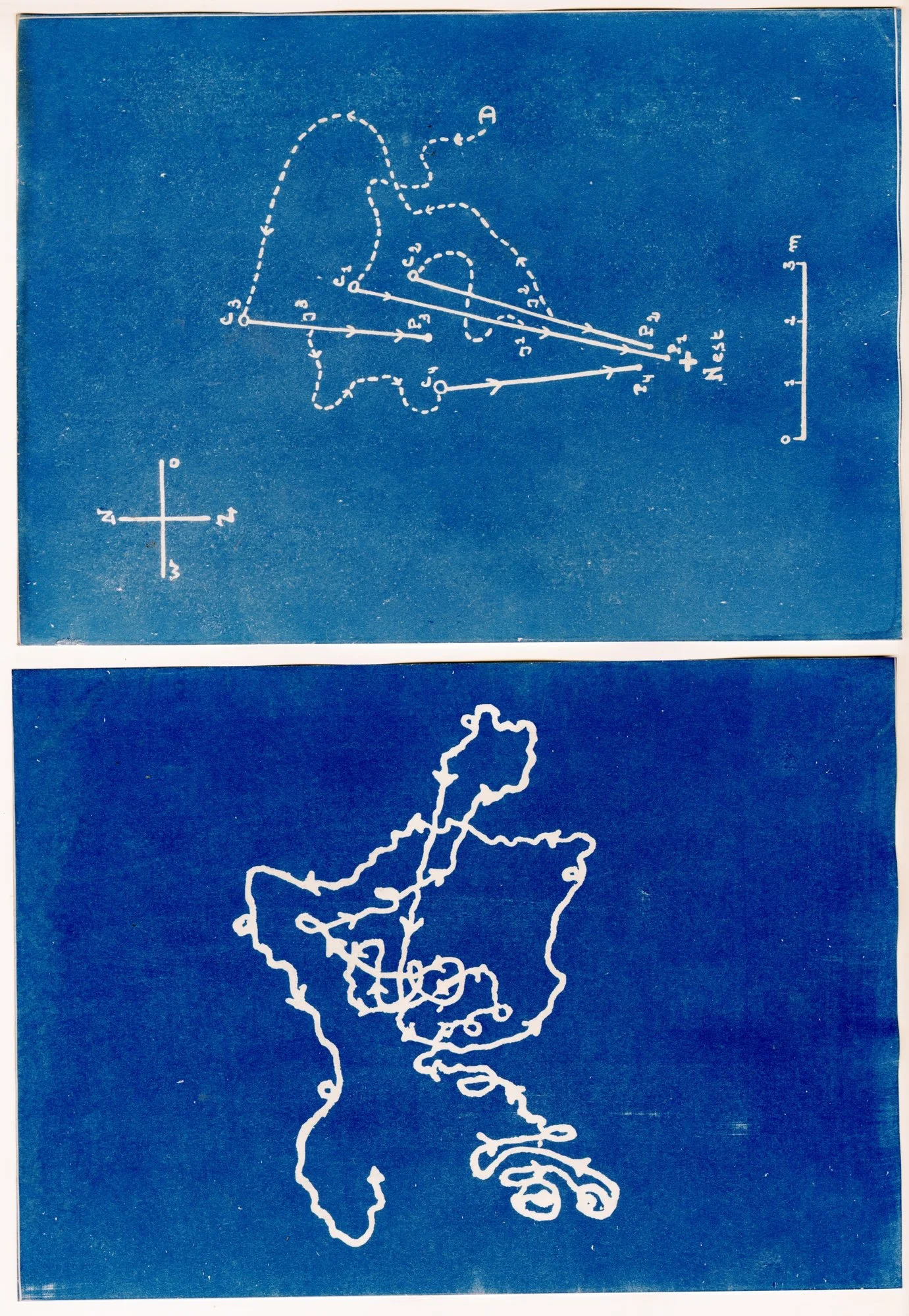 Awakening in Blue: An Ode to Cyanotype | Nederlands Fotomuseum